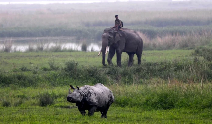 Bandhavgarh Elephant Death | Death toll of elephants in Bandhavgarh reaches 9, Kodo poison is behind the deaths, officials suspect
