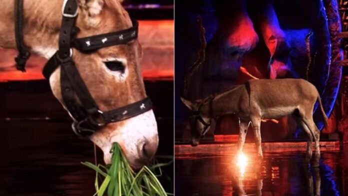 This contestant will live with a donkey in Bigg Boss 18! Not only the fans but also the family members were confused by the entry of the animal.
