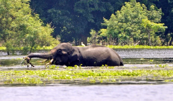 Elephant found dead in Balrampur district of Chhattisgarh
