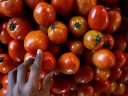 Government took this big step to control tomato prices, will common people get relief?
