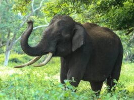 Two sisters were sleeping in the house, they were crushed to death by an elephant, this incident happened in this state
